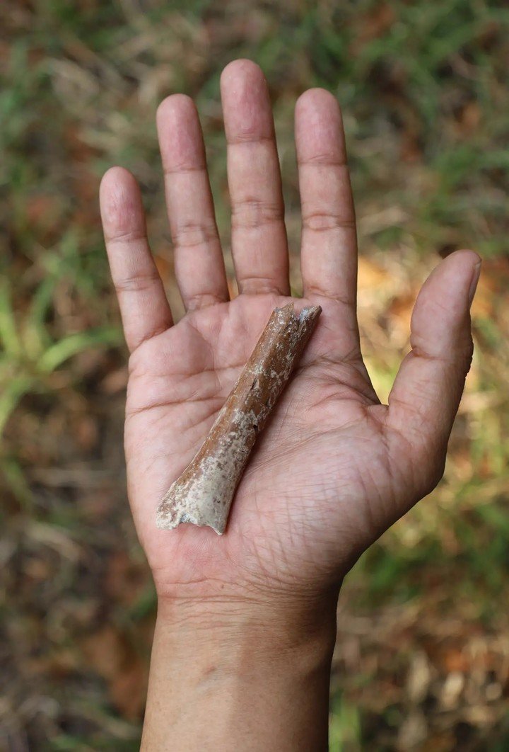 Un fragmento de hueso distal del húmero del brazo excavado en el yacimiento arqueológico de Mata Menge, en la isla indonesia de Flores, en 2013.Foto: Yousuke Kaifu / The New York Times.