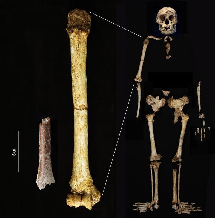 El fragmento de húmero de Mata Menge, a la izquierda, mostrado en la misma escala que el húmero de otro espécimen de Homo floresiensis de Liang Bua. Foto: Yousuke Kaifu / The New York Times.