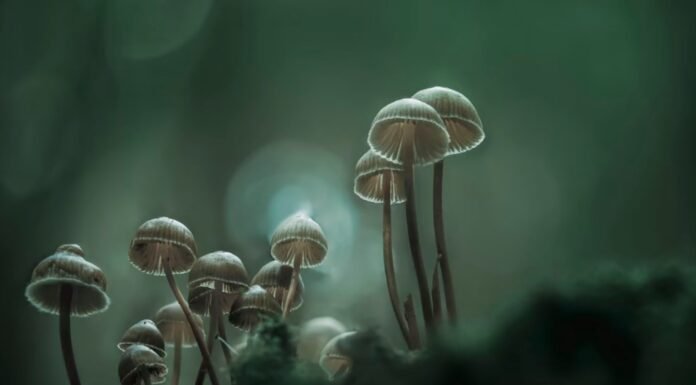 ‘Cositas’ de Benoît Coquil: la novela que explora el impacto cultural del hongo mágico
