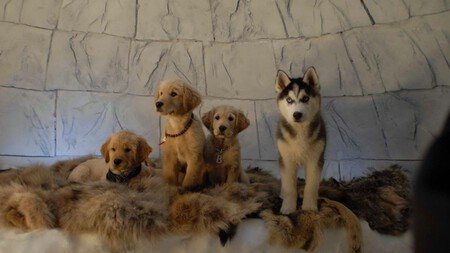 Fotograma de 'Snow Buddies'