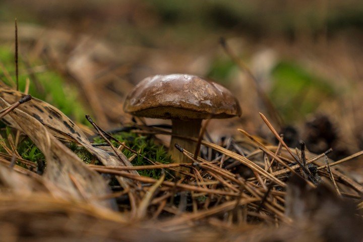 Hongos. Foto: New York Times.