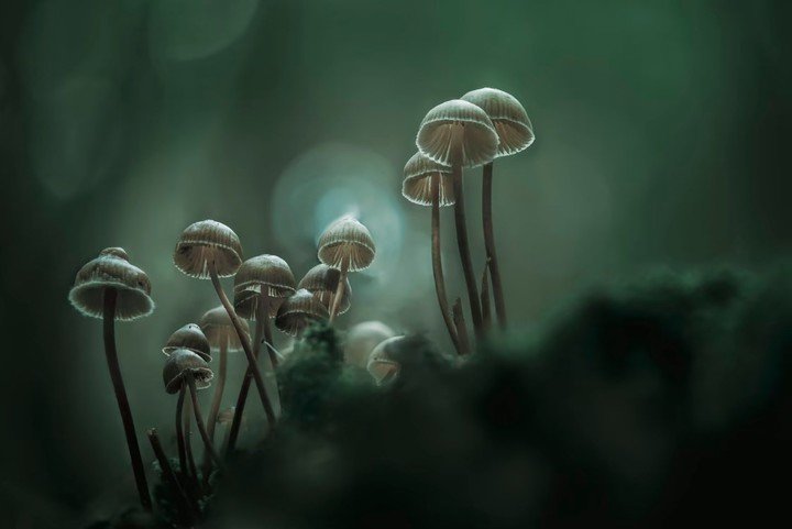 Hongos mycena, vistos en Recarei, Paredes, Portugal. Fotografía de Antonio Coelho. / World Nature Photography Awards