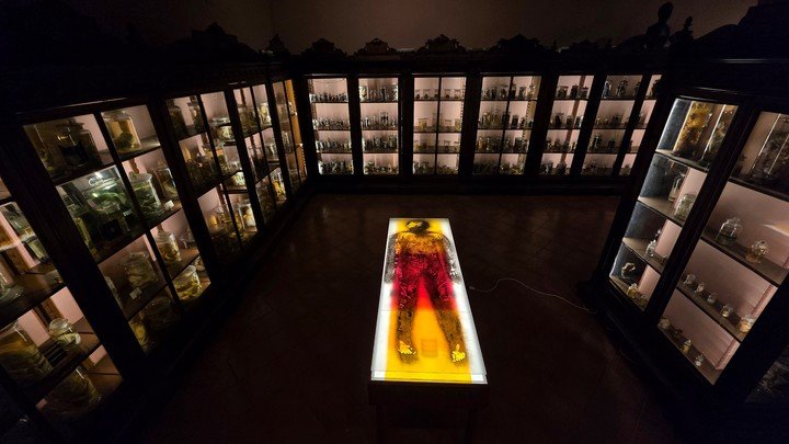 Pablo da Padula, Biensalsur en Nápoles. Museo de Anatomía (MUSA), del Sistema Museale dell’università degli Studi della Campania Luigi Vanvitelli de Nápoles, nacido en el año 1224.