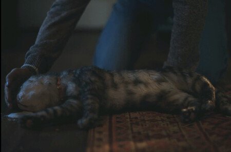 El gato de 'Obsession'